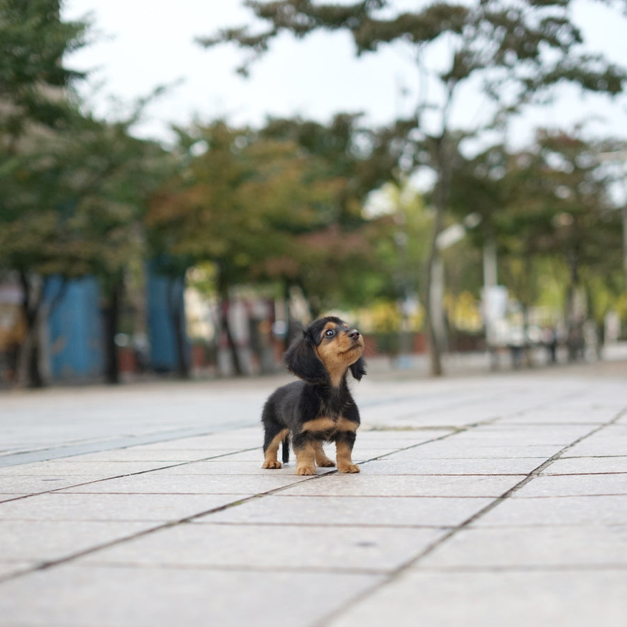 Dachshund - Brianne