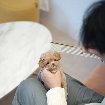 Mini Maltipoo - Cordelia