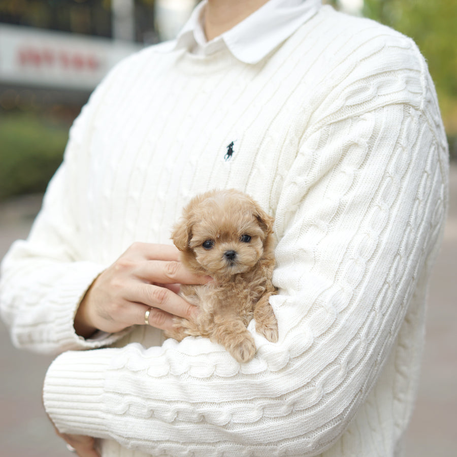 Mini Maltipoo - Winifred