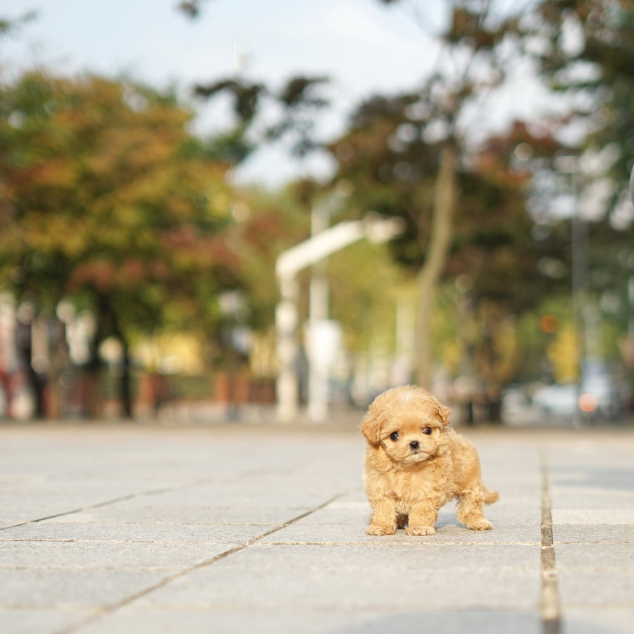 Mini Maltipoo - Winifred