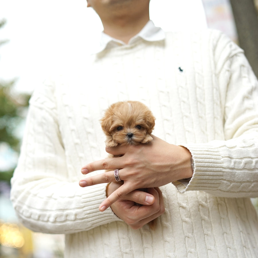 Mini Maltipoo - Stephanie