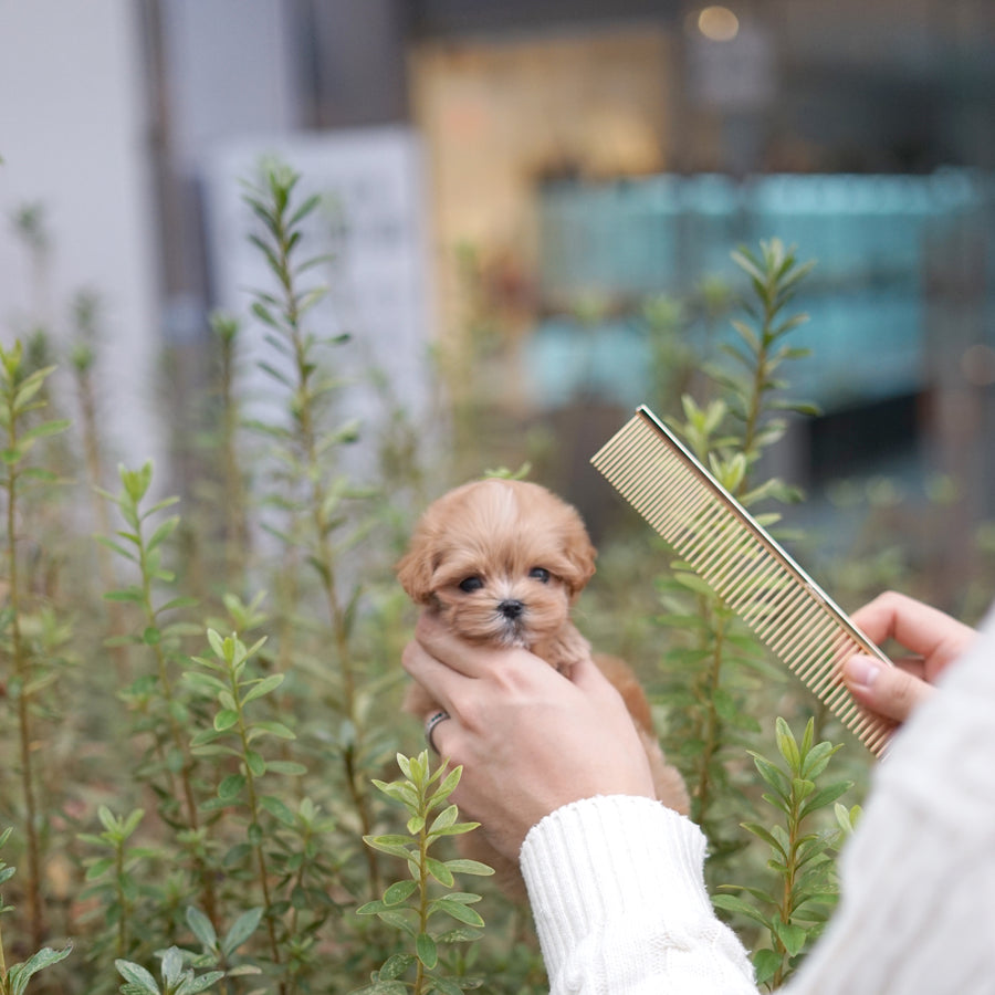 Mini Maltipoo - Stephanie