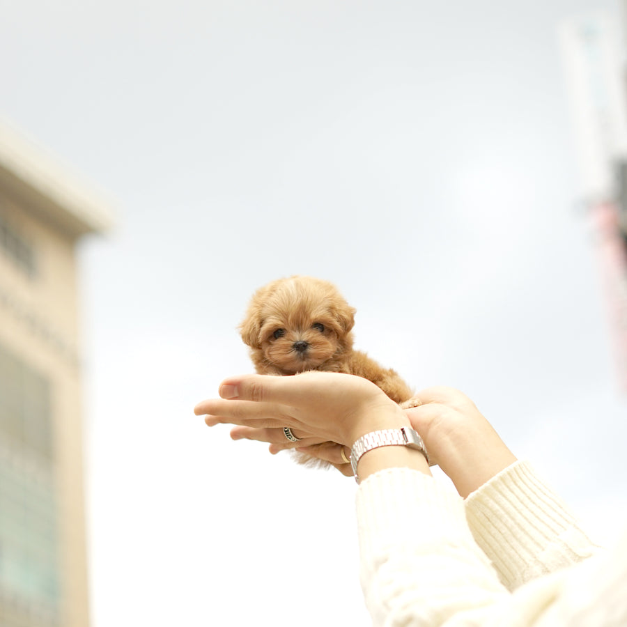 Mini Maltipoo - Stephanie