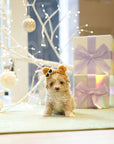 Mini Maltipoo - Faith