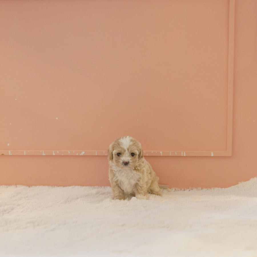 Mini Maltipoo - Faith