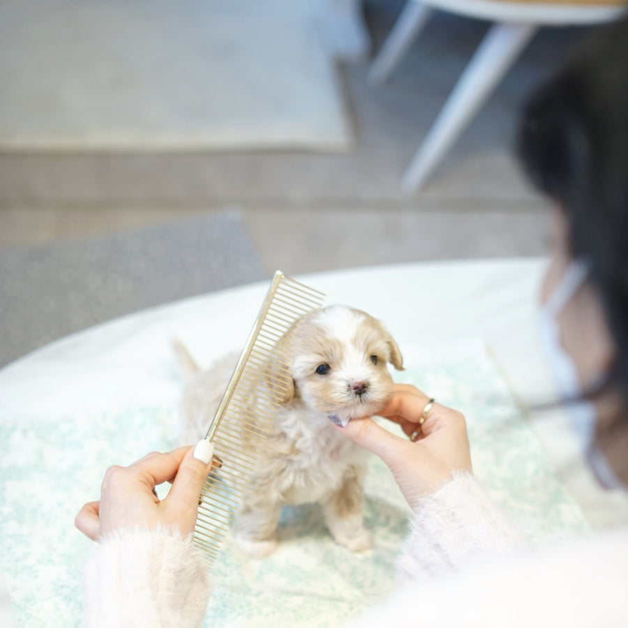 Mini Maltipoo - Faith