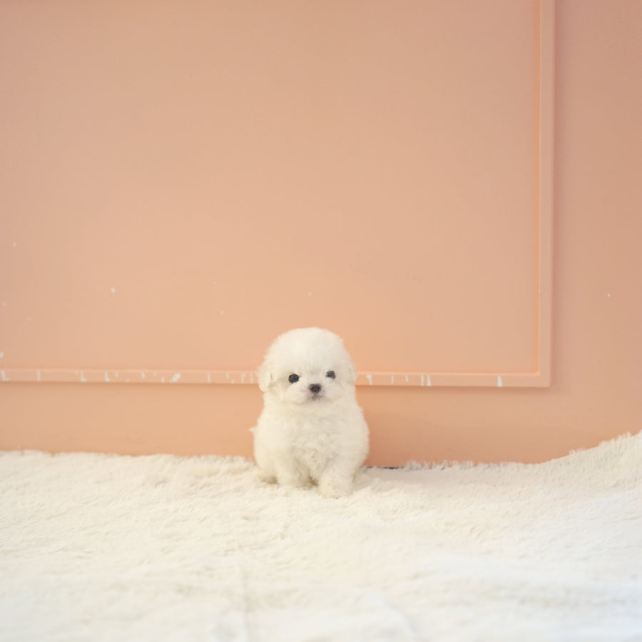 Teddy Bichon - Jennifer