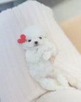 Teddy Bichon - Jennifer