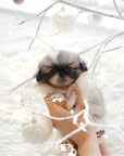 Pekingese - Elle