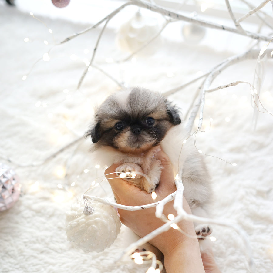 Pekingese - Elle