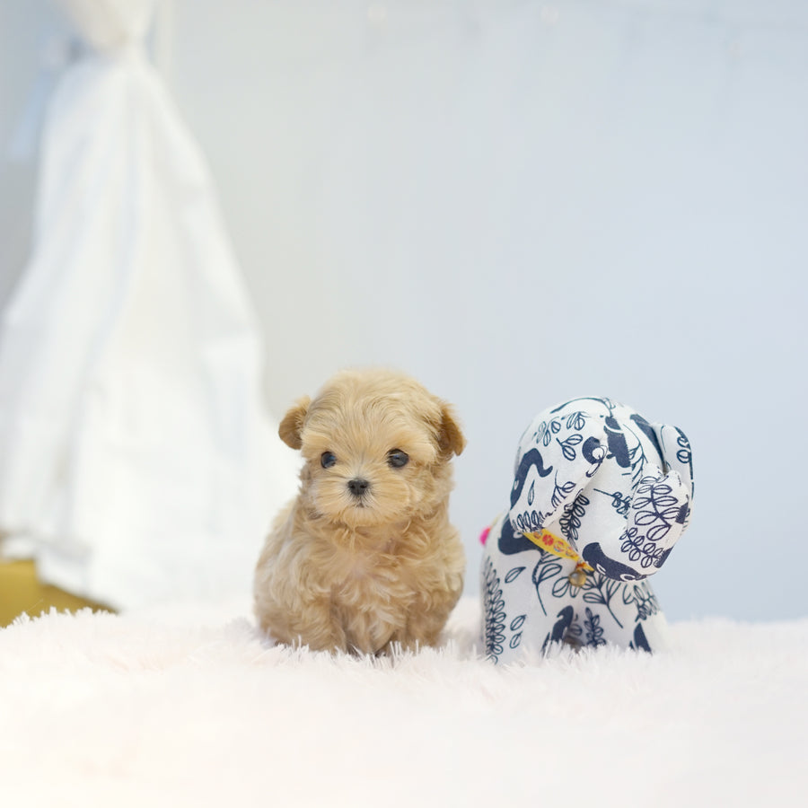 Mini Maltipoo - Eugene