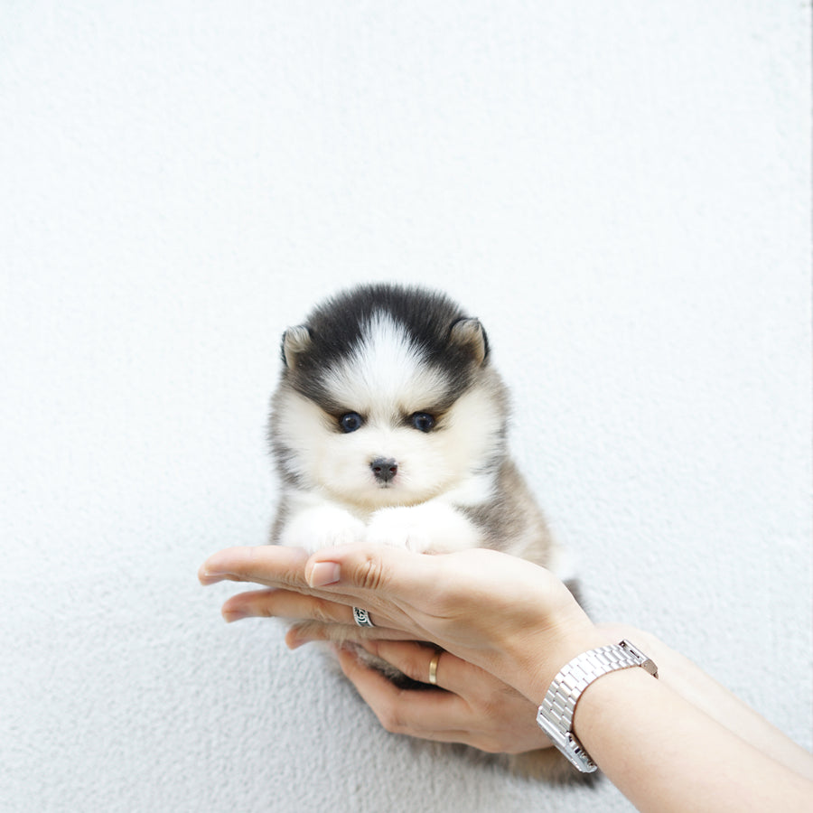 Pomsky - Cecil