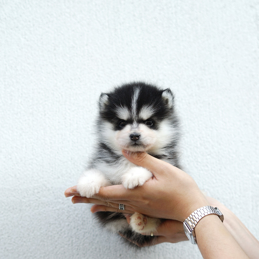 Pomsky - Benjamin