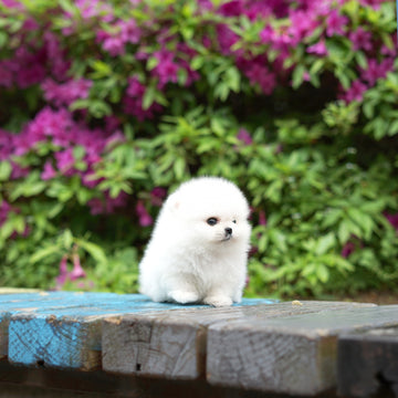 Pomeranian - Owen