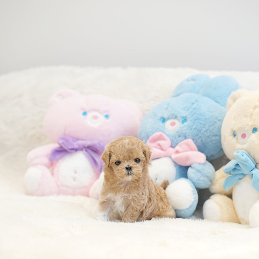 Mini Maltipoo - Judith