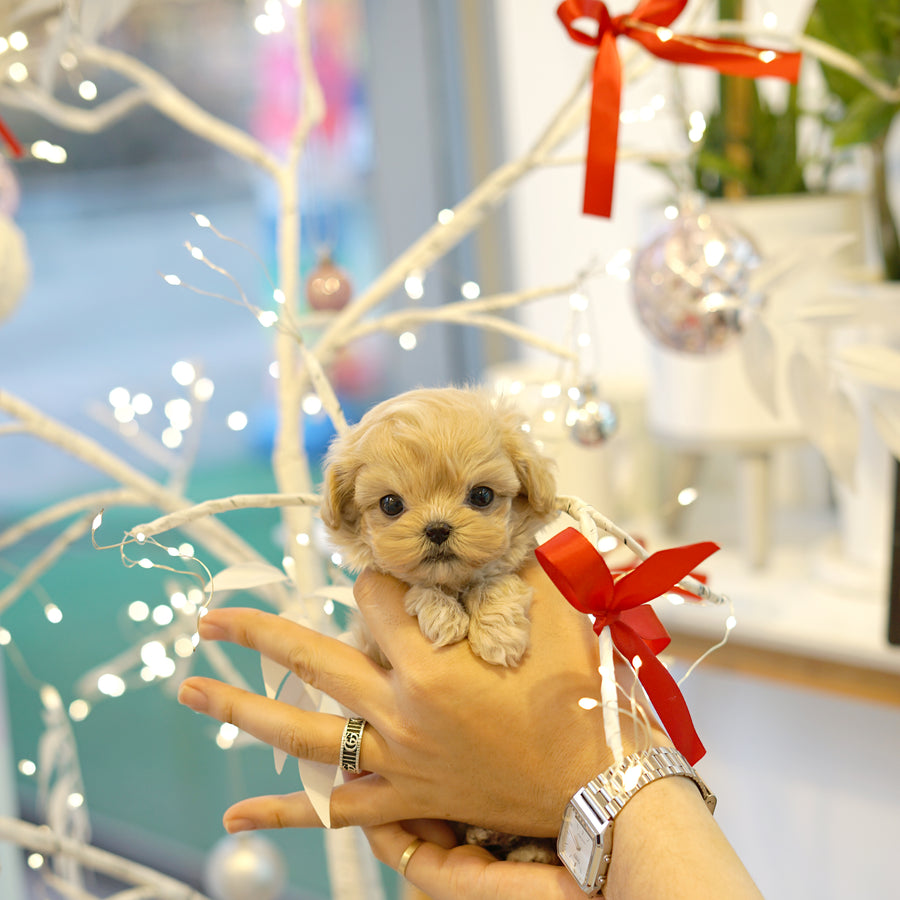 Mini Maltipoo - Jade