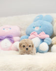 Mini Maltipoo - Jade