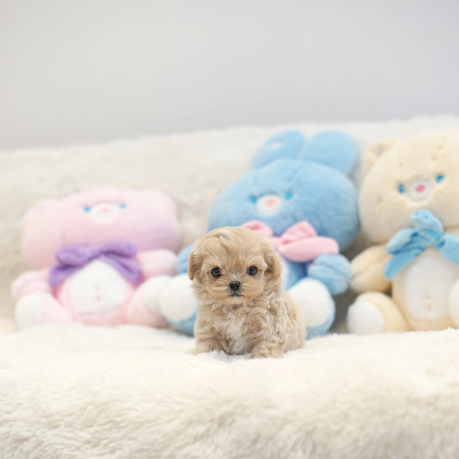 Mini Maltipoo - Jade