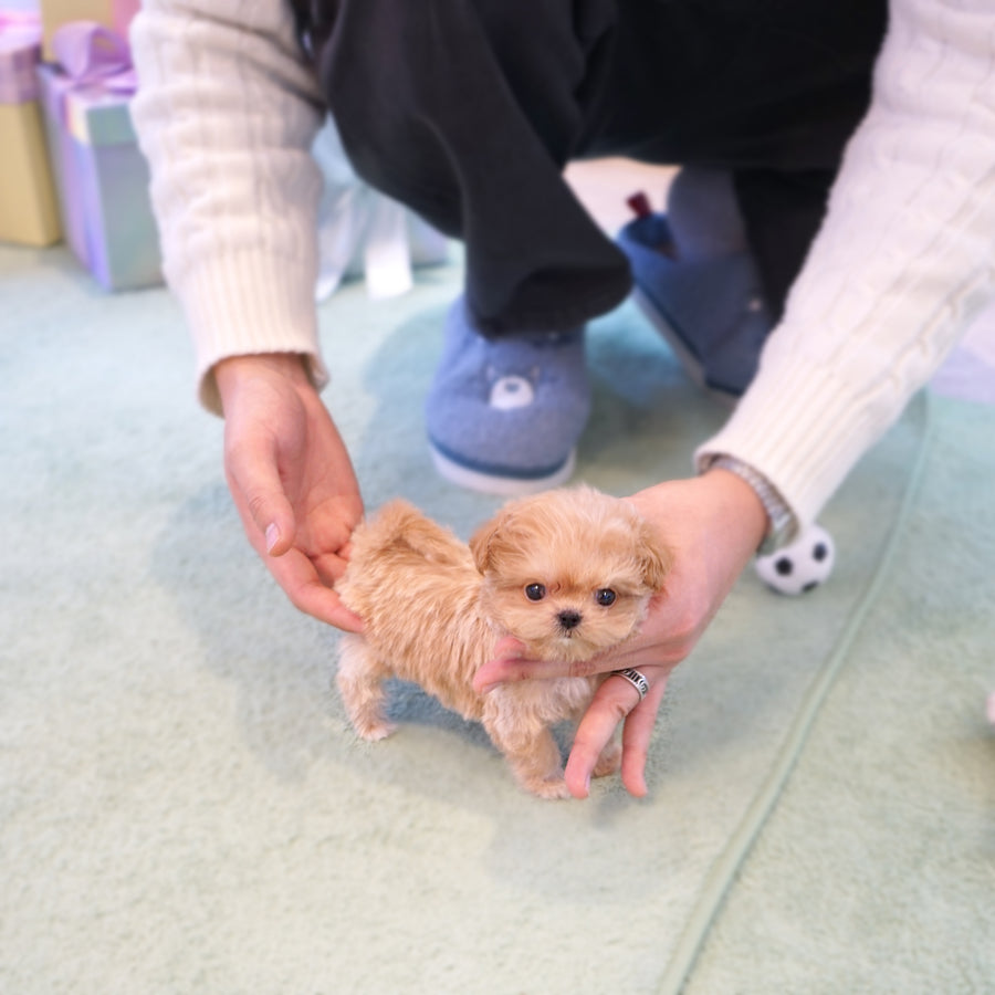 Mini Maltipoo - Barbara