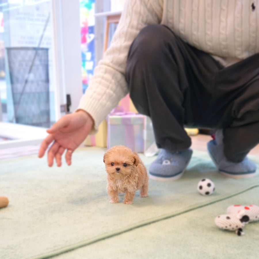 Mini Maltipoo - Barbara