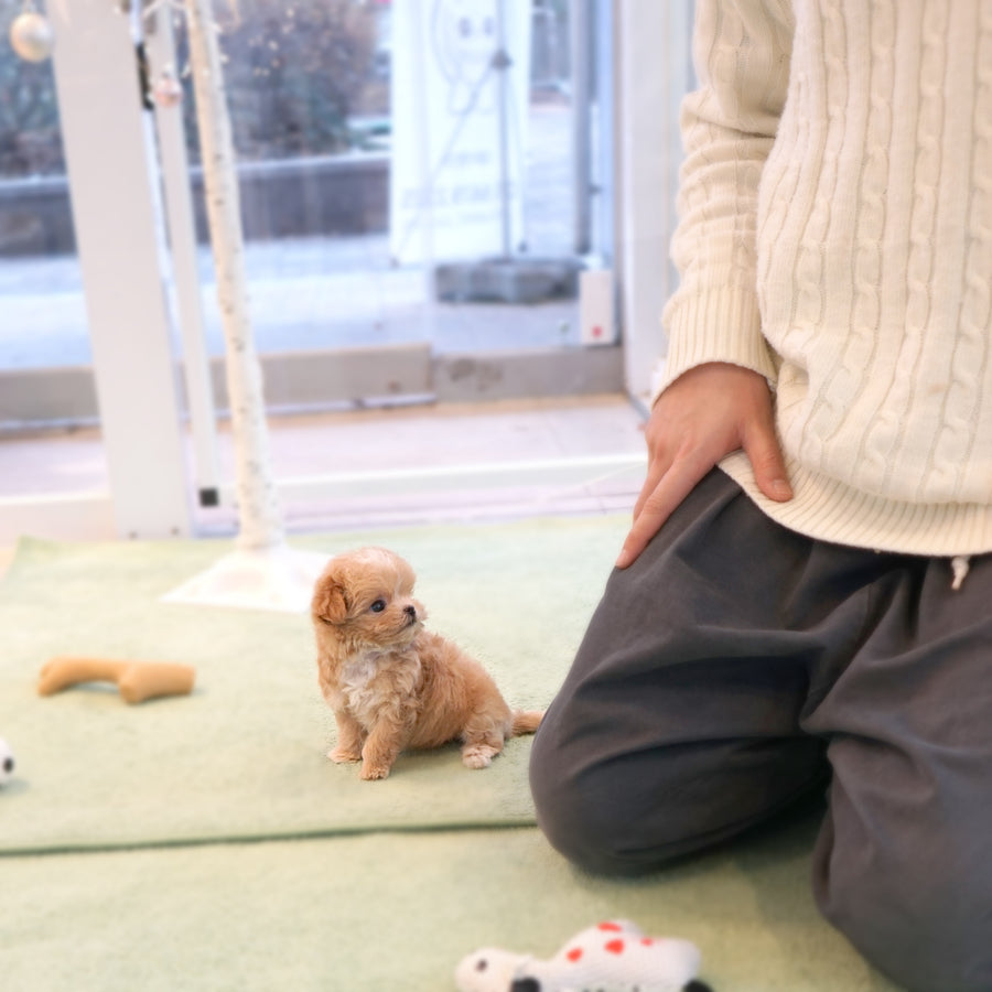 Mini Maltipoo - Bastian