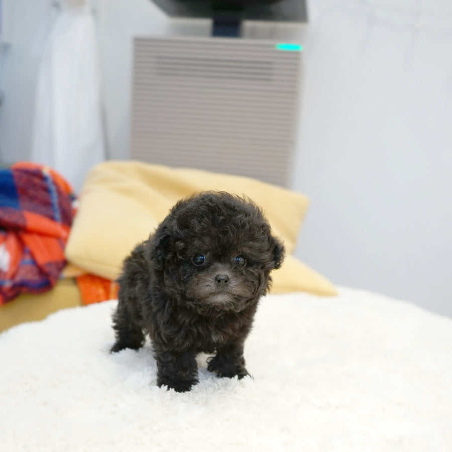 Tiny Poodle - Alicia