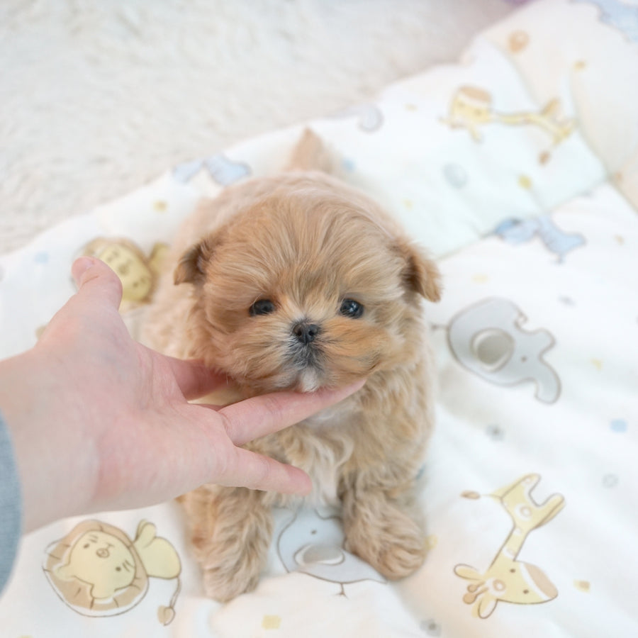 Mini Maltipoo - Nova