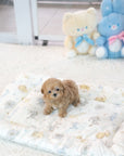 Mini Maltipoo - Christopher