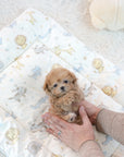 Mini Maltipoo - Christopher