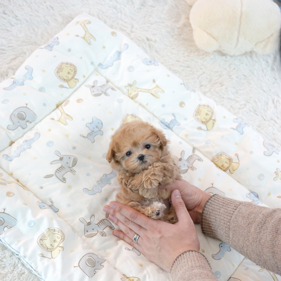 Mini Maltipoo - Christopher