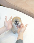 Pomeranian - Suezan