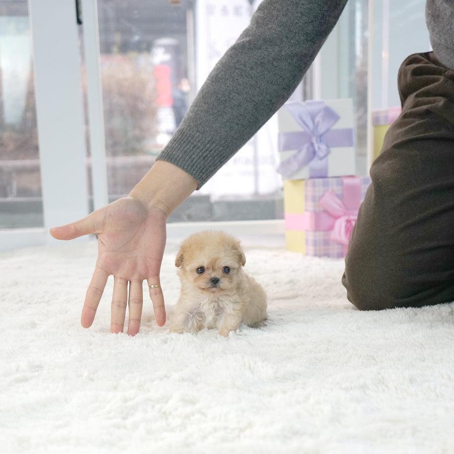 Mini Maltipoo - Vincent