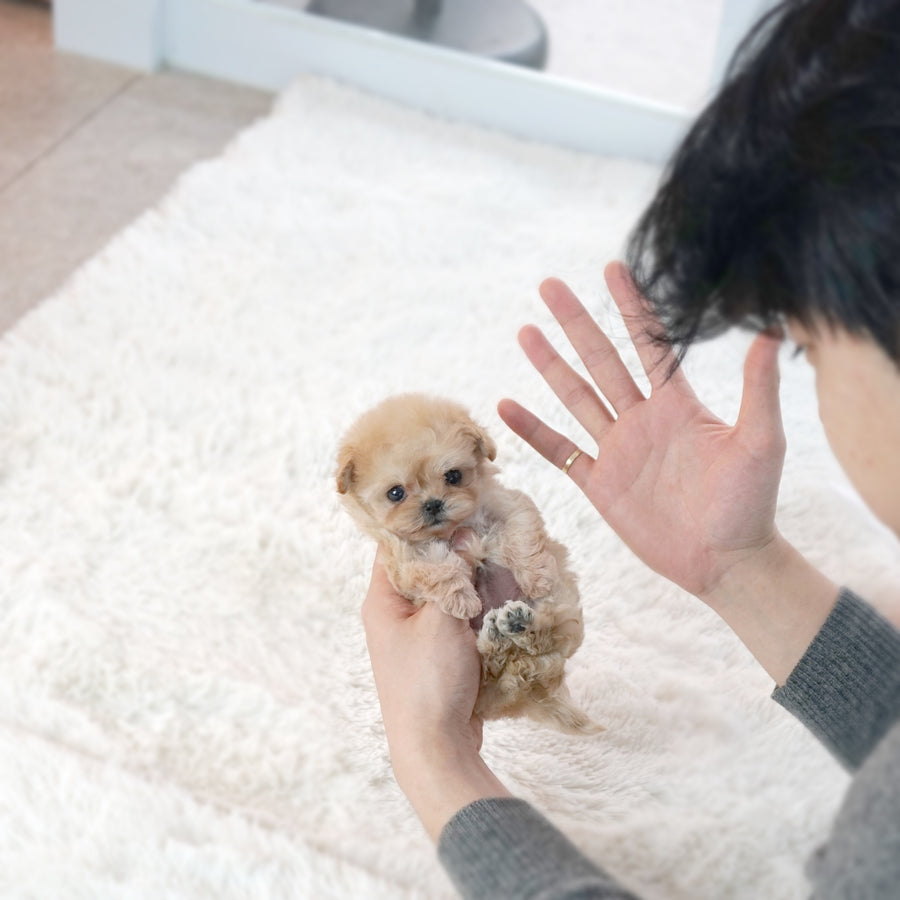 Mini Maltipoo - Vincent