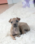 Italian Greyhound - Conrad