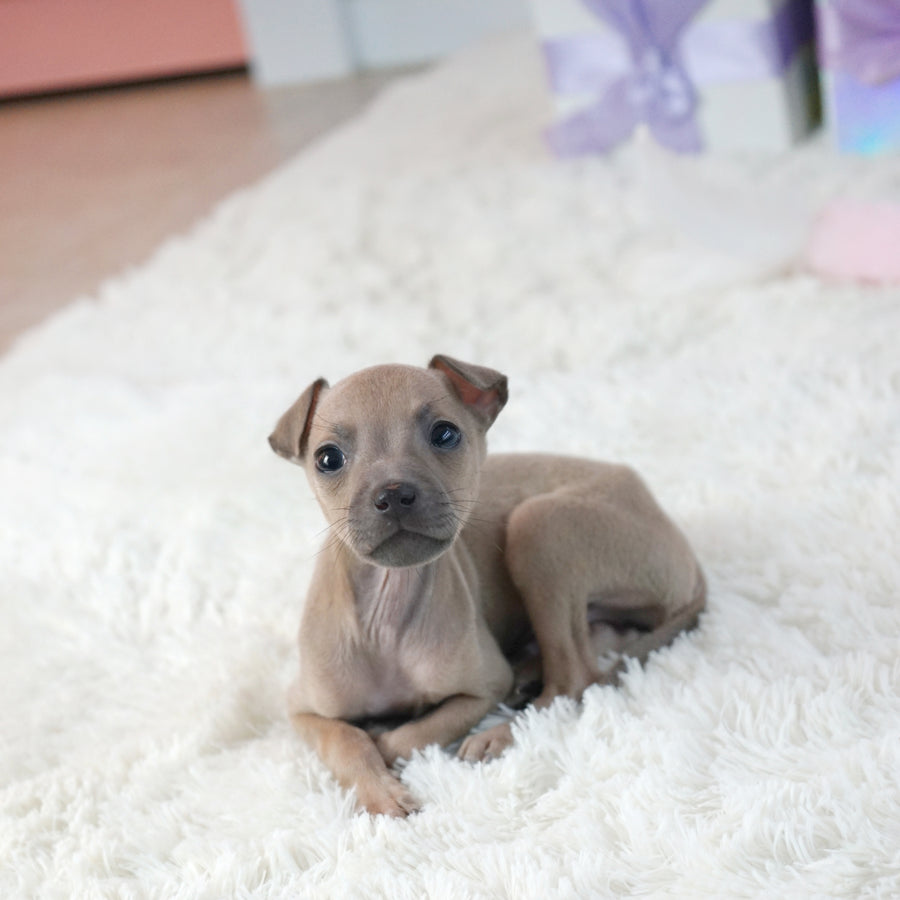 Italian Greyhound - Conrad