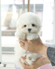 Coton de Tulear - Peter