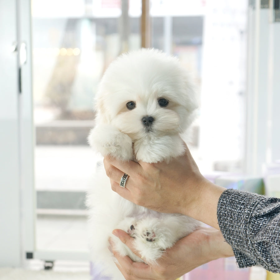 Coton de Tulear - Peter