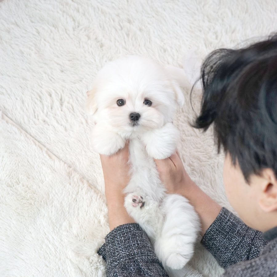 Coton de Tulear - Peter