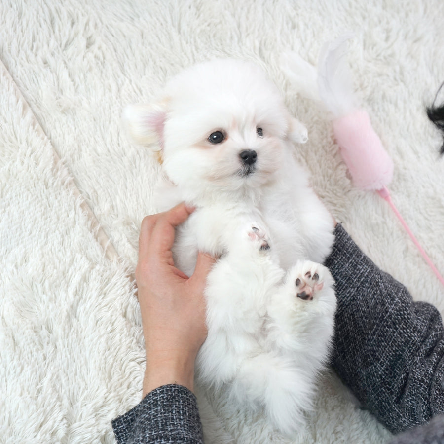 Coton de Tulear - Peter