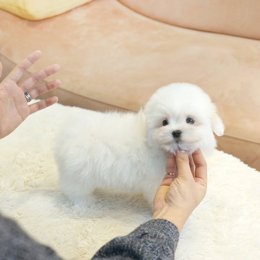 Coton de Tulear - Peter