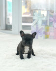 French Bulldog - Benjamin