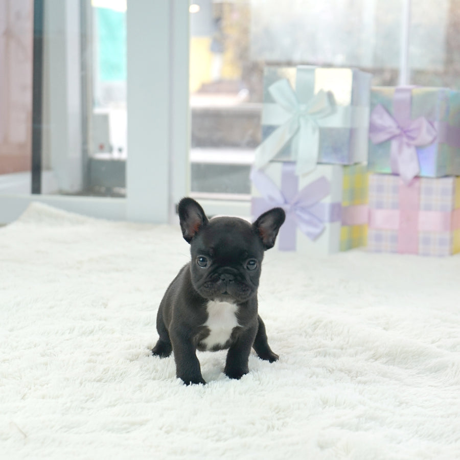 French Bulldog - Benjamin