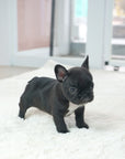 French Bulldog - Benjamin