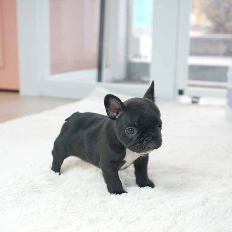 French Bulldog - Benjamin