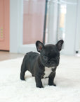 French Bulldog - Benjamin