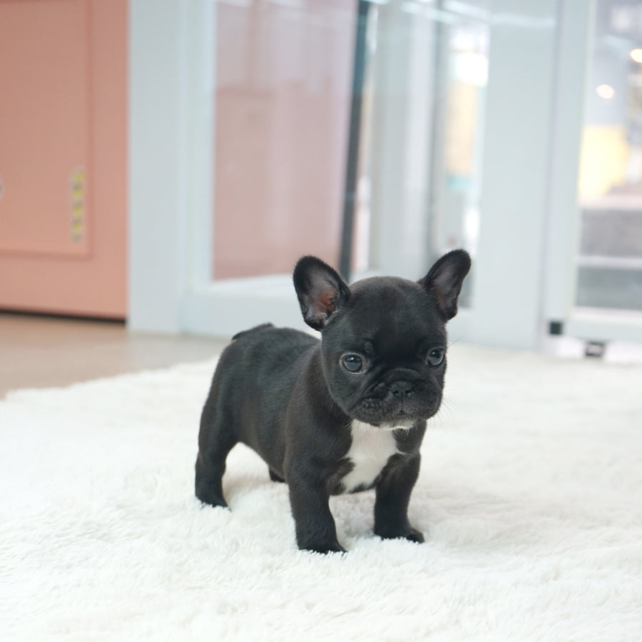 French Bulldog - Benjamin