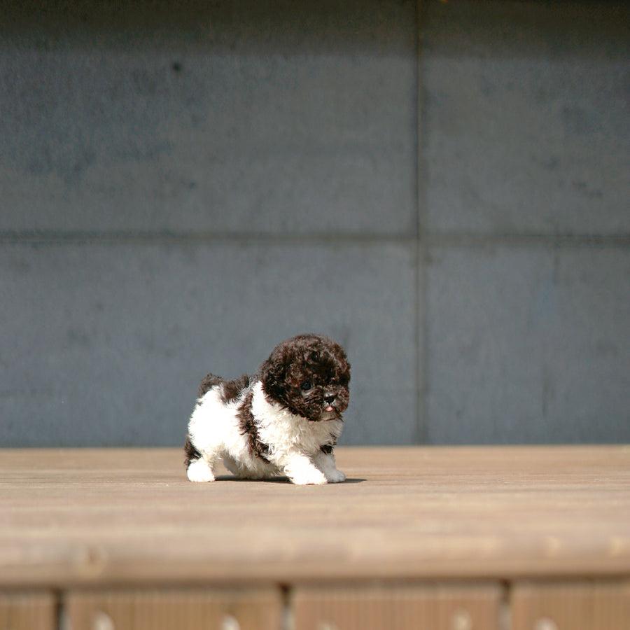 Tiny Poodle - Liam
