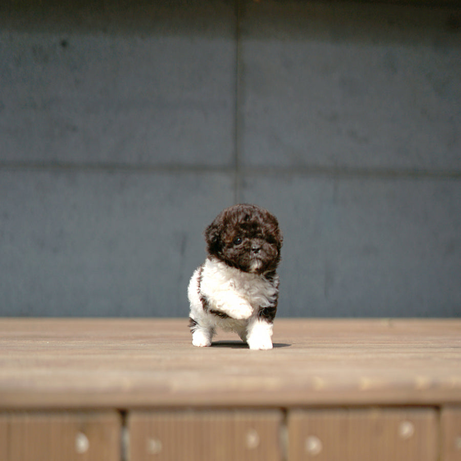 Tiny Poodle - Liam