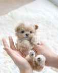 Mini Maltipoo - Bailey