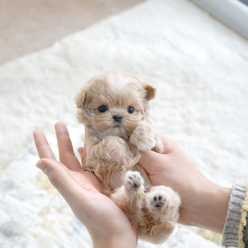 Mini Maltipoo - Bailey